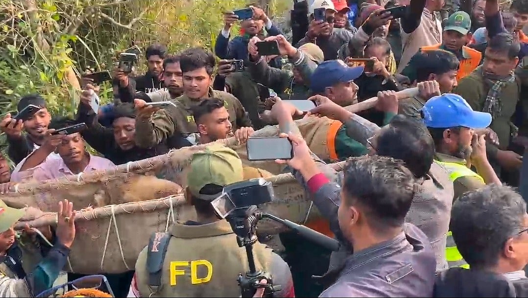 বাঘের ছবি তুলতে উৎসুক জনতার হুড়োহুড়ি। আজ রোববার বিকেলে বাগেরহাটের মোংলা উপজেলার জয়মনি গ্রামে