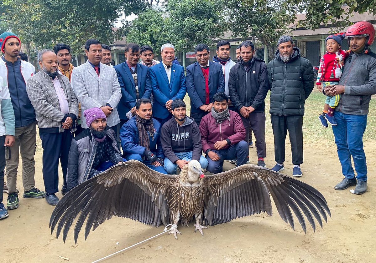 গাইবান্ধার সুন্দরগঞ্জ উপজেলার কছিম বাজার এলাকা থেকে উদ্ধার করা বিপন্ন প্রজাতির ‘হিমালয়ান গৃধিনী’ শকুন