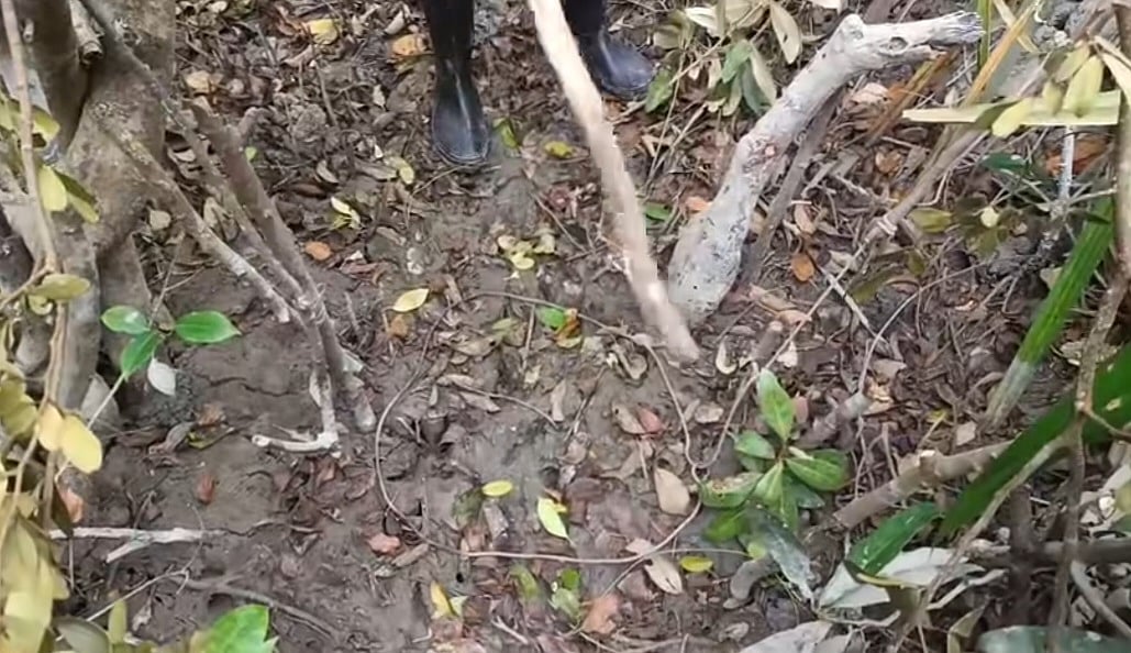 সুন্দরবনের মধ্যে হরিণ শিকারিদের পেতে রাখা ছিটকে ফাঁদ