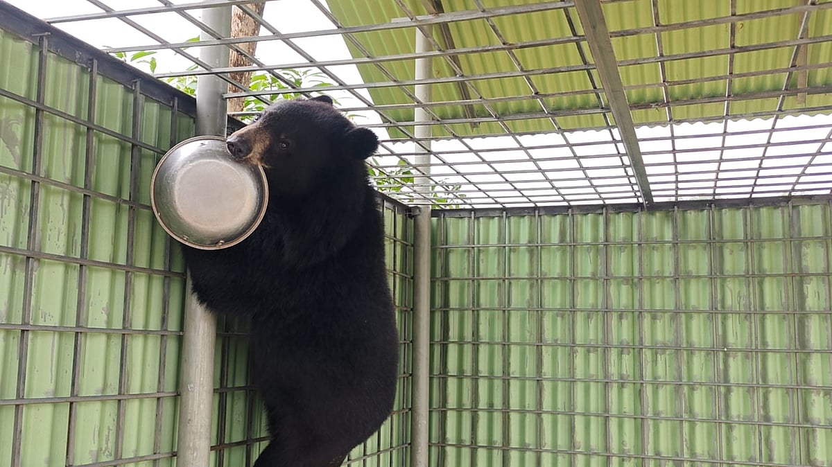 খাগড়াছিতে সাবেক ইউপি সদস্যর বাড়িতে পালন করা হচ্ছিল বিলুপ্তপ্রায় ভালুক। পরে  উদ্ধার করে বন বিভাগ। আজ জেলার সদর উপজেলার  তেঁতুল তলা এলাকা থেকে তোলা