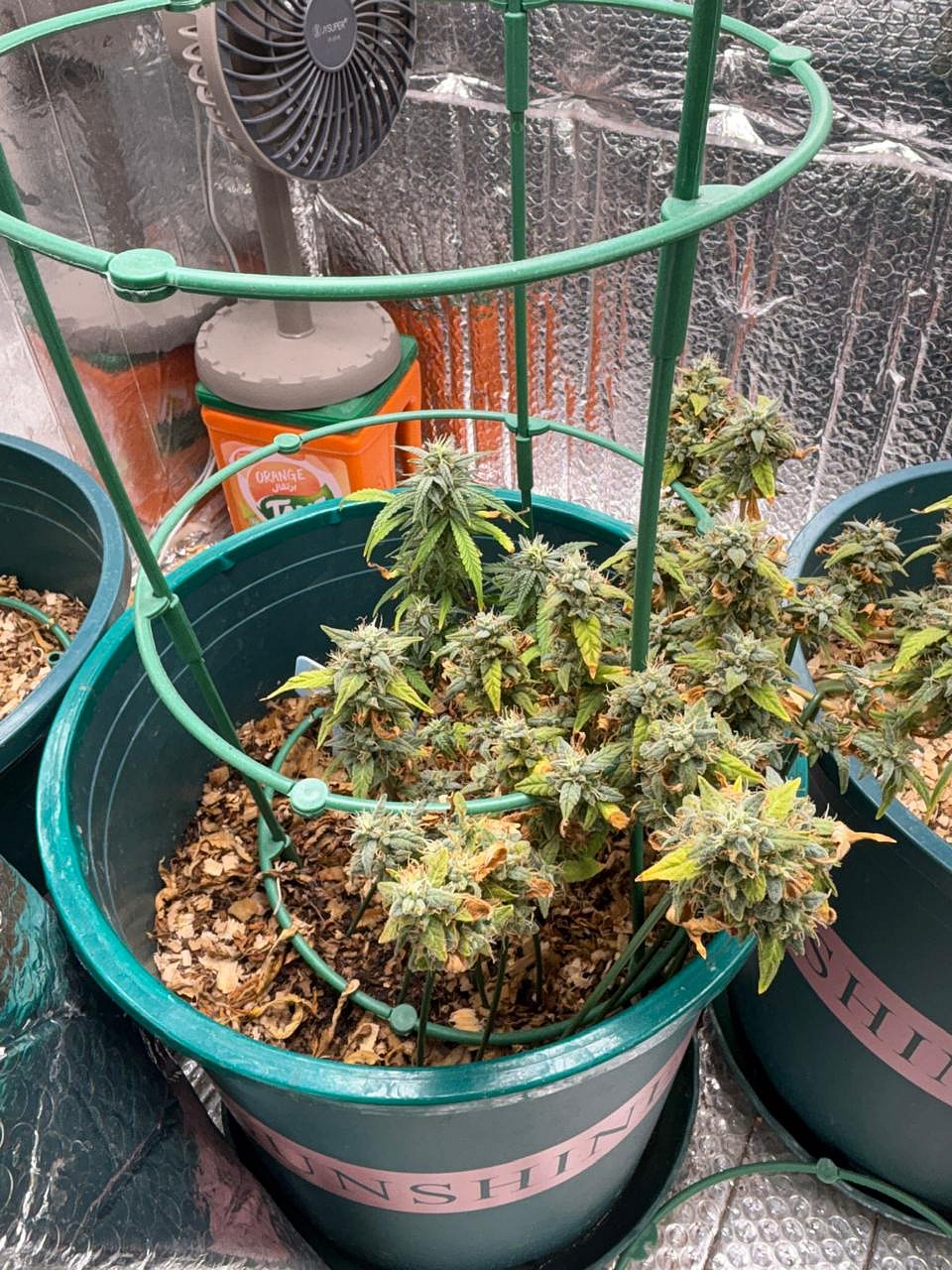 অপ্রচলিত মাদক ‘কুশ’–এর গাছ। ঢাকার ওয়ারীর বাসায় এই মাদকের চাষ করা হচ্ছিল