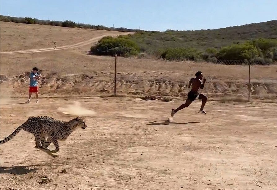 চিতার সঙ্গে ড্যারেন ওয়াটকিন্সের দৌড়
