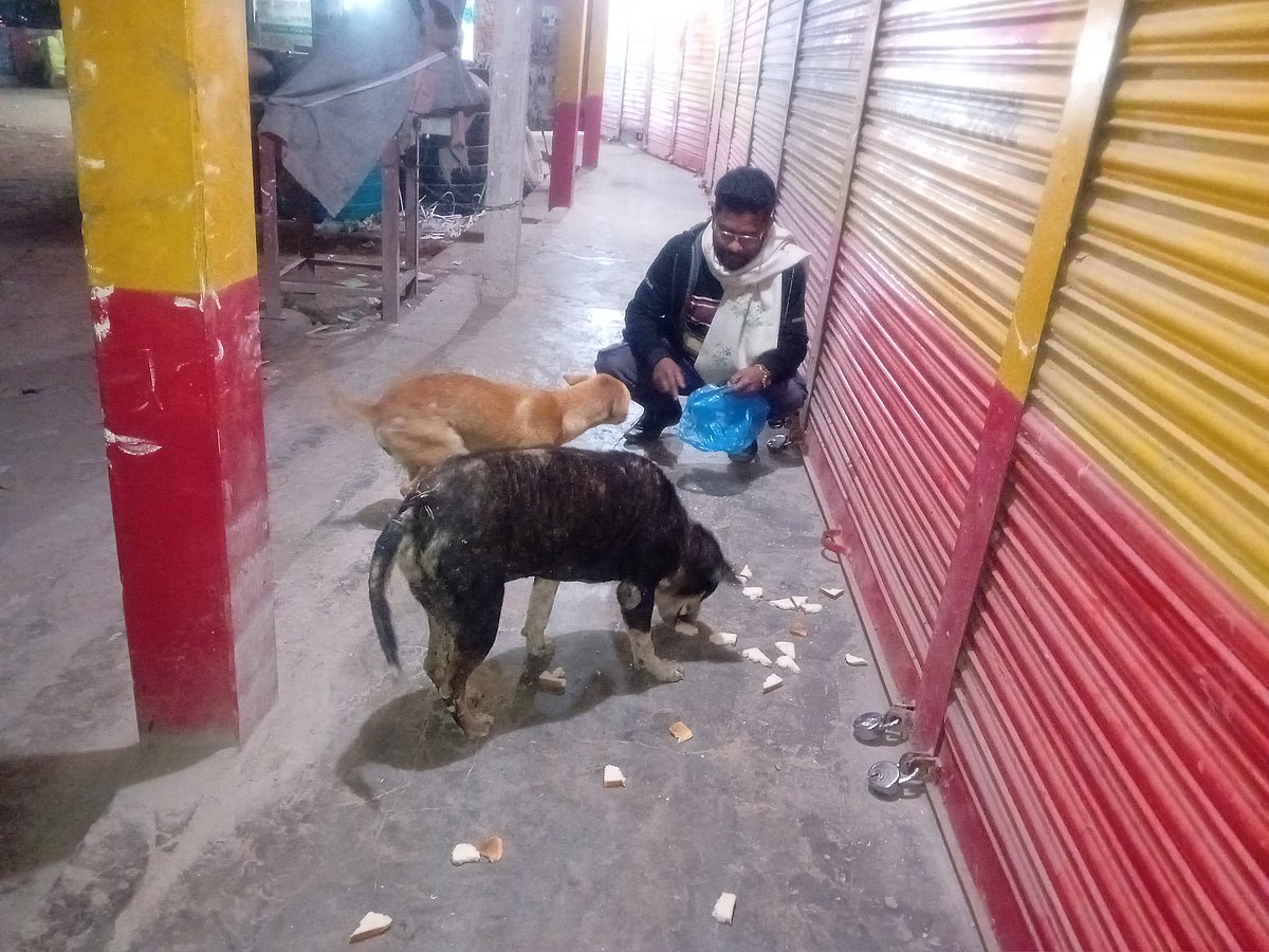 শীতের রাতে পথকুকুরদের ডেকে খাবার খাওয়াচ্ছেন রাজু আহমদ। সম্প্রতি মৌলভীবাজারের জুড়ী উপজেলার বড় মসজিদ সড়কের পাশে