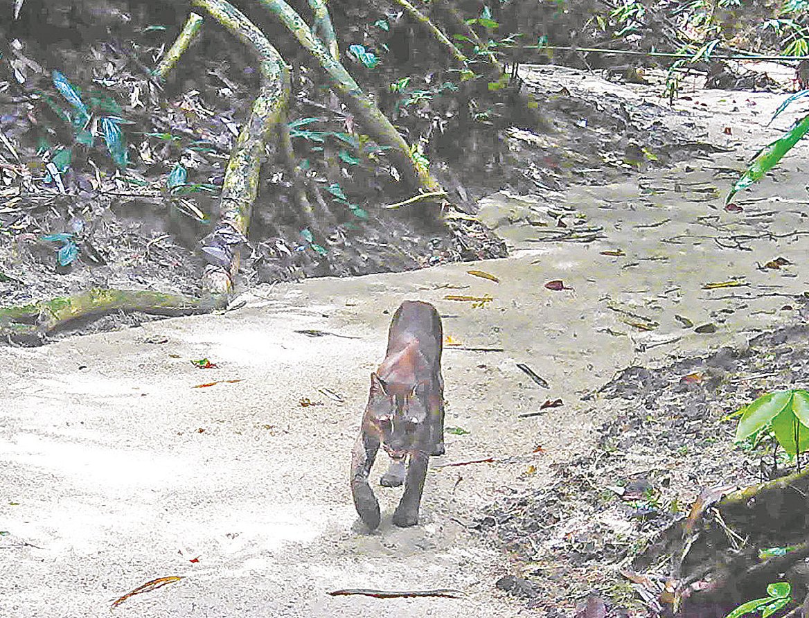 মৌলভীবাজার জেলার কমলগঞ্জের পশ্চিম ভানুগাছ সংরক্ষিত বনে ক্যামেরা ট্র্যাপে ধরা পড়া সোনালি বিড়াল। ২০২১ সালের ২৩ জুলাই