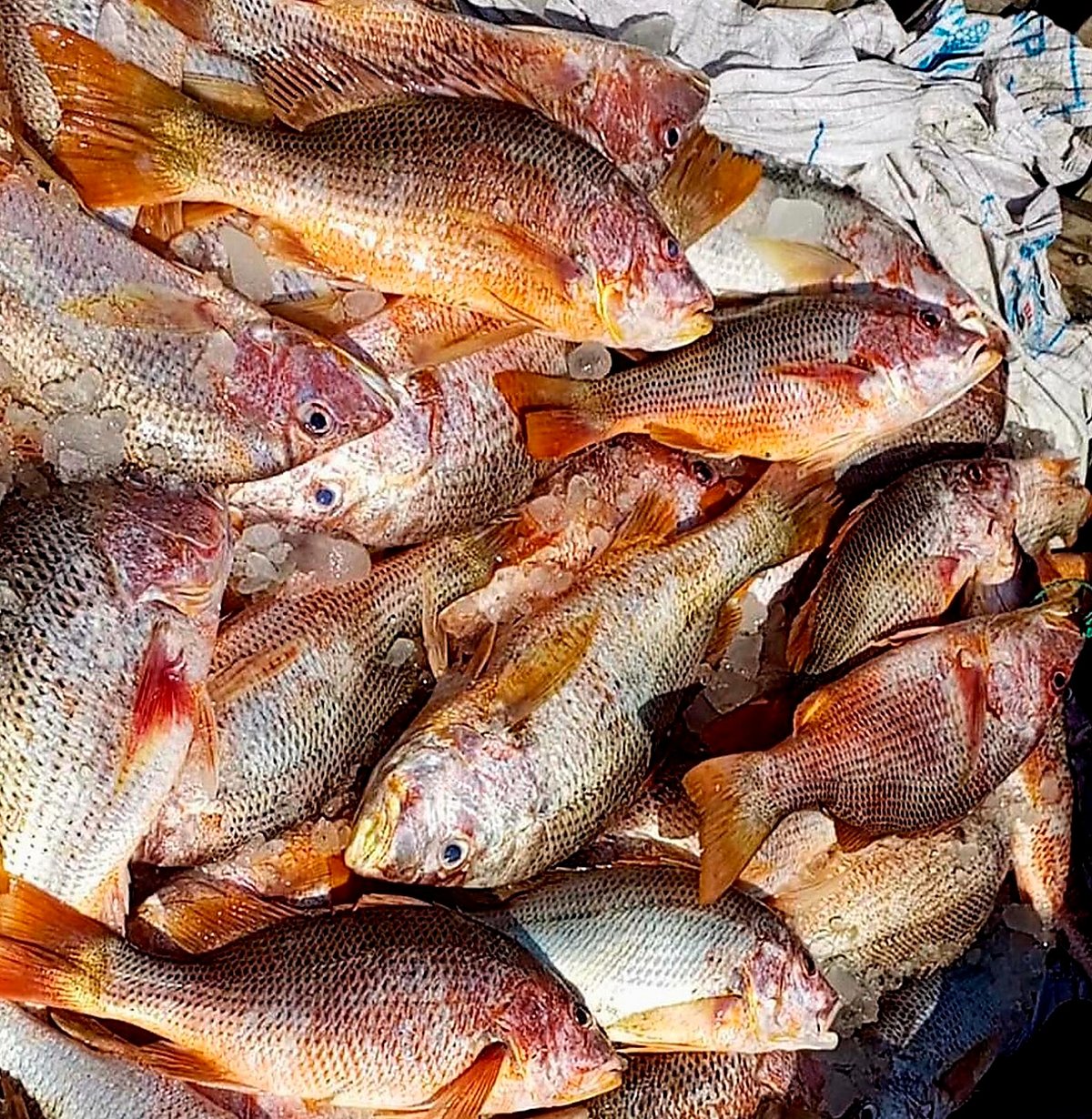 কক্সবাজারের টেকনাফের শাহপরীর দ্বীপ উপকূলে একটি জালে ধরা পড়া লাল কোরাল মাছ। গতকাল বিকালে