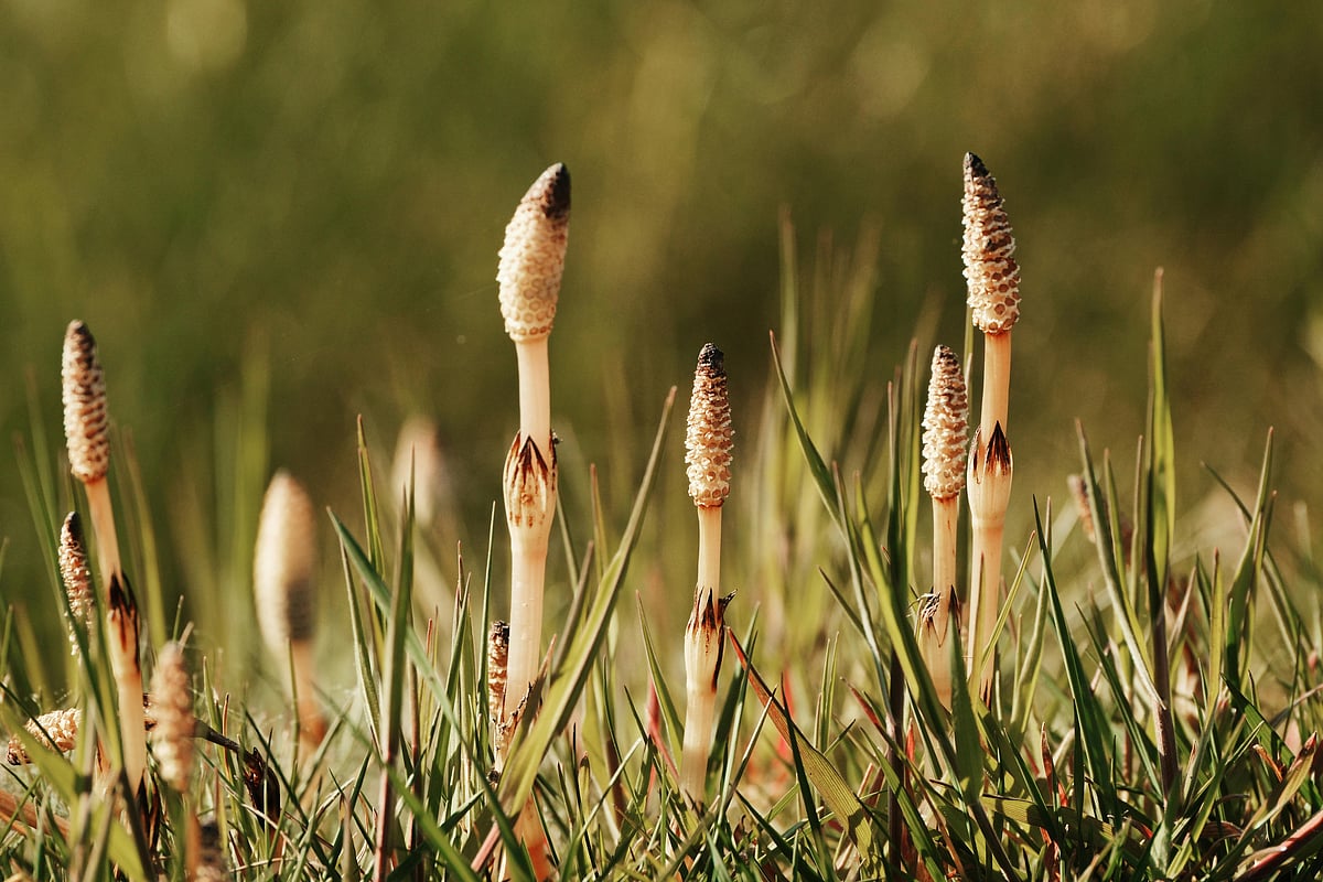 হর্সটেইল