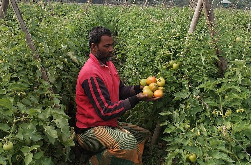 খেতের আধা পাকা টমেটো হাতে ধরে আছেন মো. হারুন। বুধবার দুপুরে চাঁদপুরের মতলব দক্ষিণ উপজেলার উপাদী গ্রামে