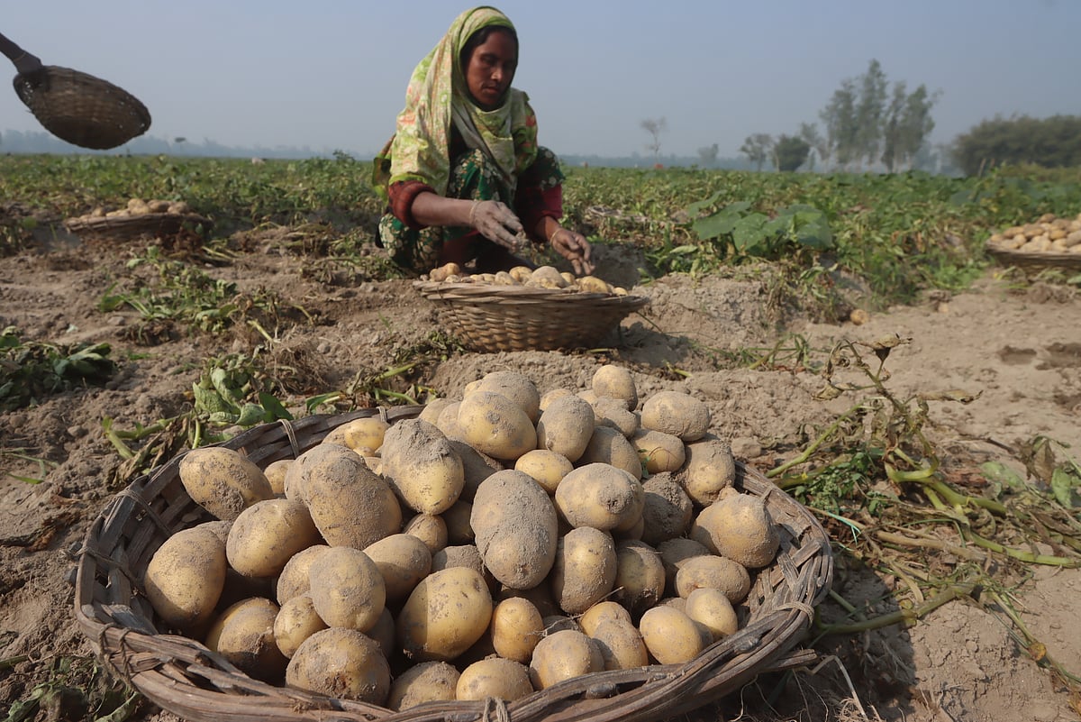 আগাম জাতের আলু তুলছেন কিষানি। জমিতেই পাইকারি বিক্রি হচ্ছে প্রতি কেজি ১৫ থেকে ১৬ টাকায়। ফাইল ছবি: ভক্তিপুর, মিঠাপুকুর,