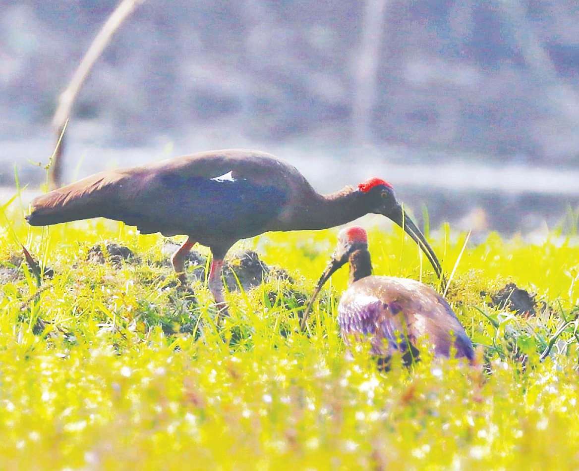 লালমনিরহাটের দহগ্রামের সাকুয়া নদীতীরবর্তী এলাকায় লালটুপি কাস্তেচরা পাখি। ২০২৫ সালের ১ ডিসেম্বর