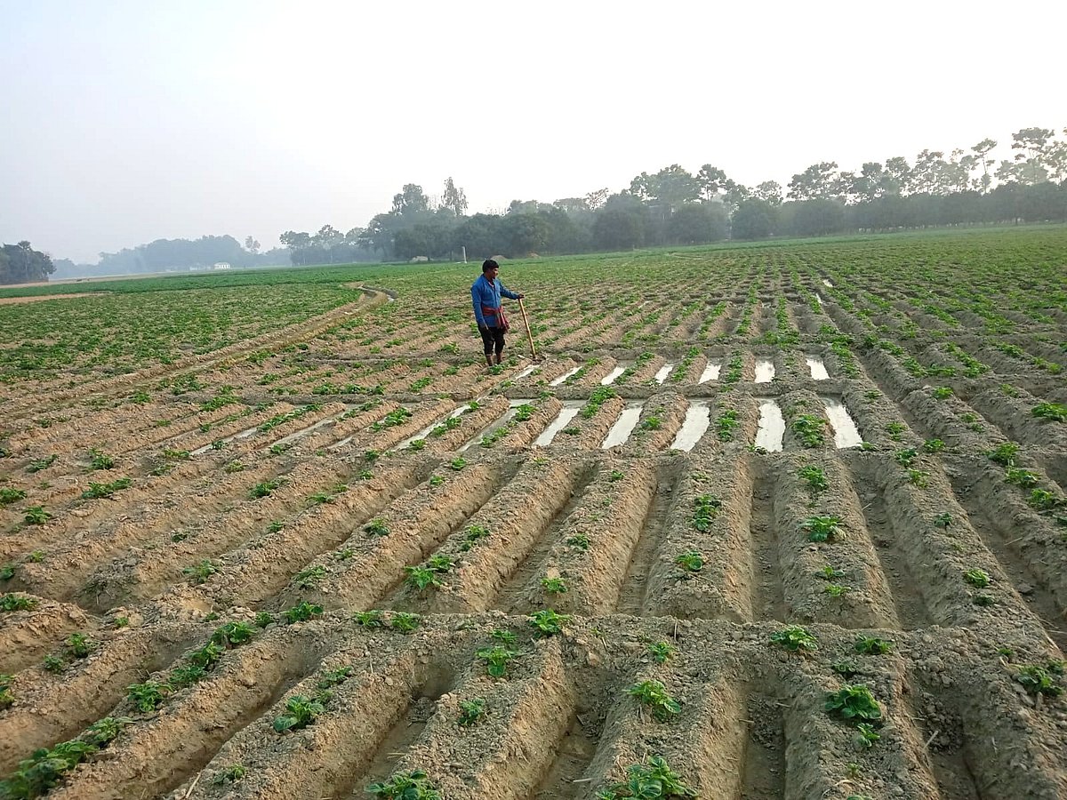 রাজশাহীতে সবচেয়ে বেশি আলু চাষ হয় তানোর উপজেলায়। উৎপাদন খরচ তুলতে না পেরে এবার চাষিরা আলু চাষ কমিয়ে দিয়েছেন। শুধু তানোরেই এক হাজার হেক্টর কম জমিতে আলু চাষ হয়েছে। গতকাল উপজেলার চোরখৈর গ্রামে একজন চাষি আলুখেতে সেচ দিচ্ছেন