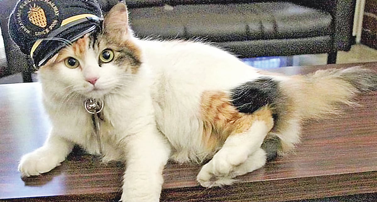 স্টেশনমাস্টার নিতামা