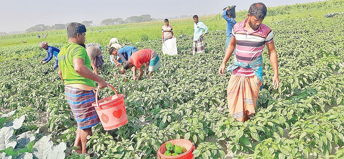 ভোলার মেঘনা নদীর মাঝে জেগে ওঠা চরে আবাদ হচ্ছে ক্যাপসিকামের। ফলন ভালো হওয়ায় কৃষকেরা খুশি। কারণ, বাজারে এটির ভালো চাহিদা রয়েছে। গত সোমবার তোলা ছবি