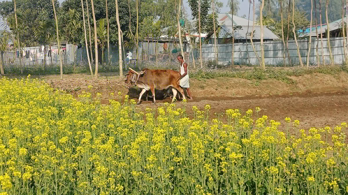 সকালের ঝলমলে রোদে পঞ্চগড় পৌরসভার তুলারডাঙ্গা এলাকায় গরুর হাল দিয়ে জমি চাষ করছিলেন এক কৃষক। আজ রোববার