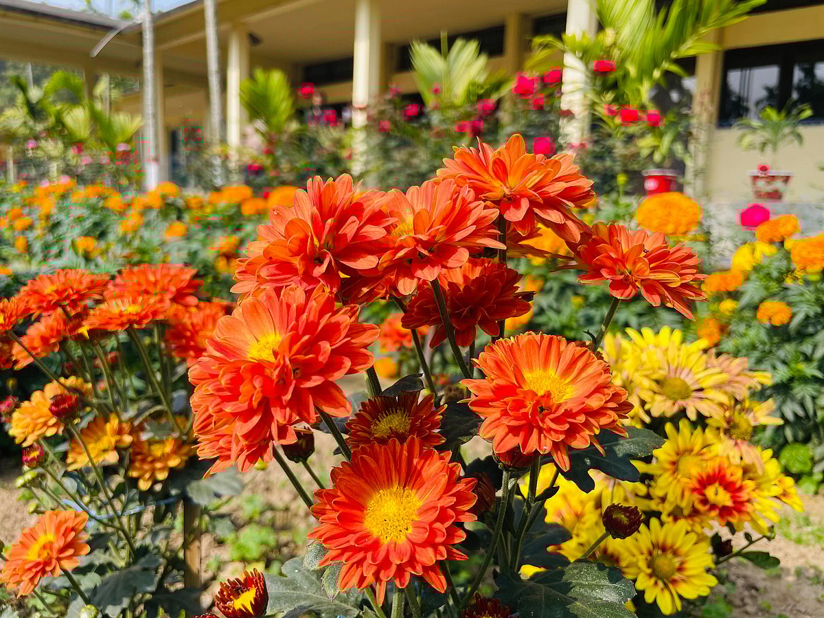 কুমিল্লার কোটবাড়ি এলাকার বার্ডের আঙিনায় এখন বাহারি ফুলের মেলা