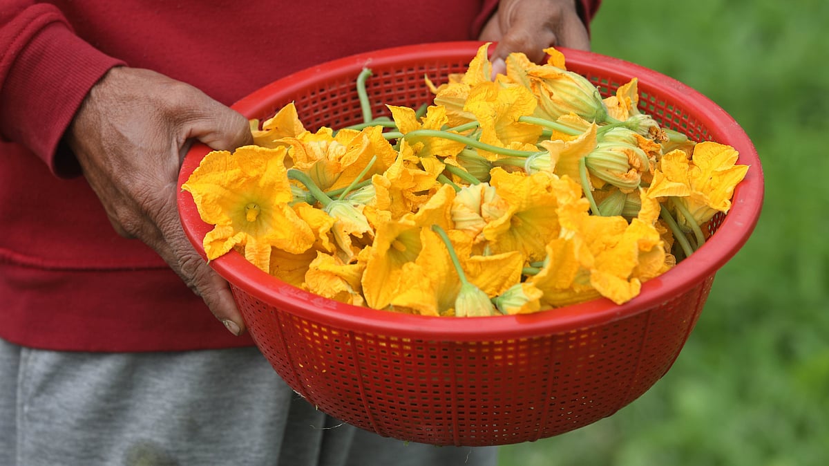 কুমড়া ফুল সংগ্রহ করেছেন একজন