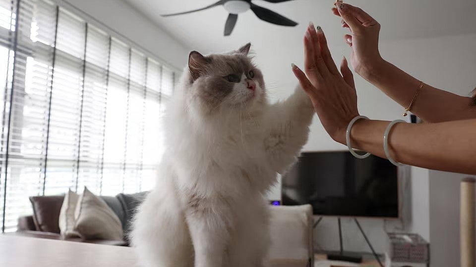 বিড়াল আগে বন্য শিকারি প্রাণী ছিল