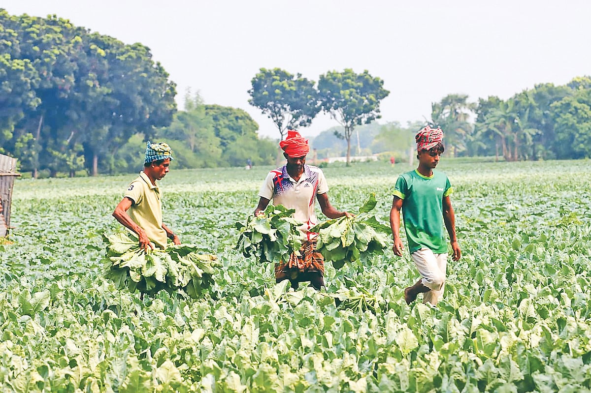 সবজি চাষ থেকে রাজশাহীর চাষিরা বছরে যে আয় করেন, তা আমের চেয়ে প্রায় ৪০০ কোটি টাকা বেশি
