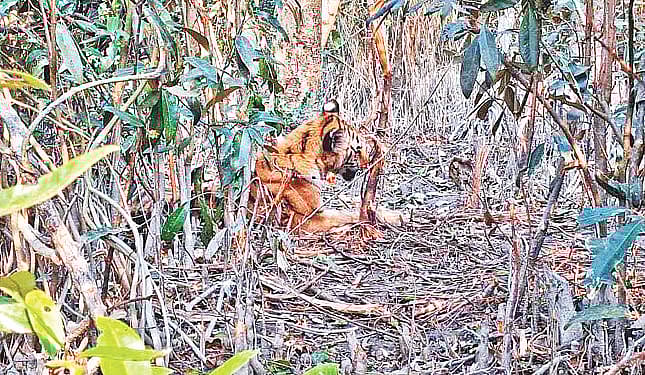 ৪ জানুয়ারি সুন্দরবন পূর্ব বন বিভাগের মোংলা উপজেলার শরকির খালসংলগ্ন সুন্দরবনের অংশে হরিণ শিকারে পাতা ফাঁদে আটকে পড়ে বাঘটি। আহত অবস্থায় উদ্ধার হওয়া বাঘটি বন বিভাগের অধীনে চিকিৎসাধীন