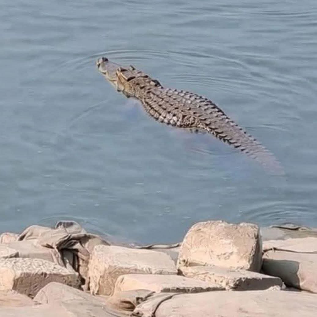 রাজবাড়ী সদর উপজেলার উড়াকান্দা এলাকায় পদ্মা নদীতে এ কুমিরটি দেখা গেছে। ছবিটি গতকাল মঙ্গলবার বিকেলের