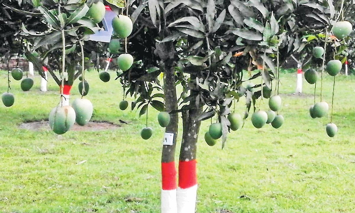 চাঁপাইনবাবগঞ্জের আঞ্চলিক উদ্যানতত্ত্ব গবেষণাকেন্দ্র উদ্ভাবিত প্রথম হাইব্রিড আম বারি আম-৪