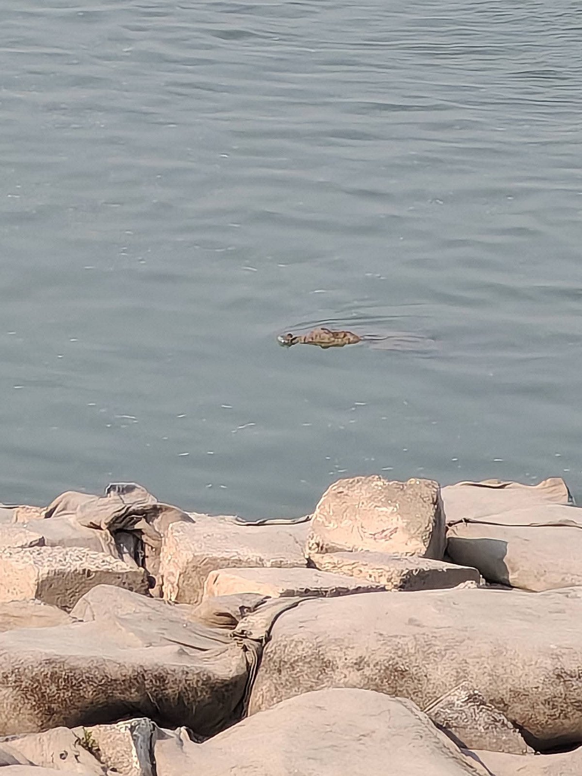 গতকাল মঙ্গলবার দুপুরের পর কয়েকবার কুমিরটি ভেসে উঠতে দেখেন স্থানীয় কয়েকজন