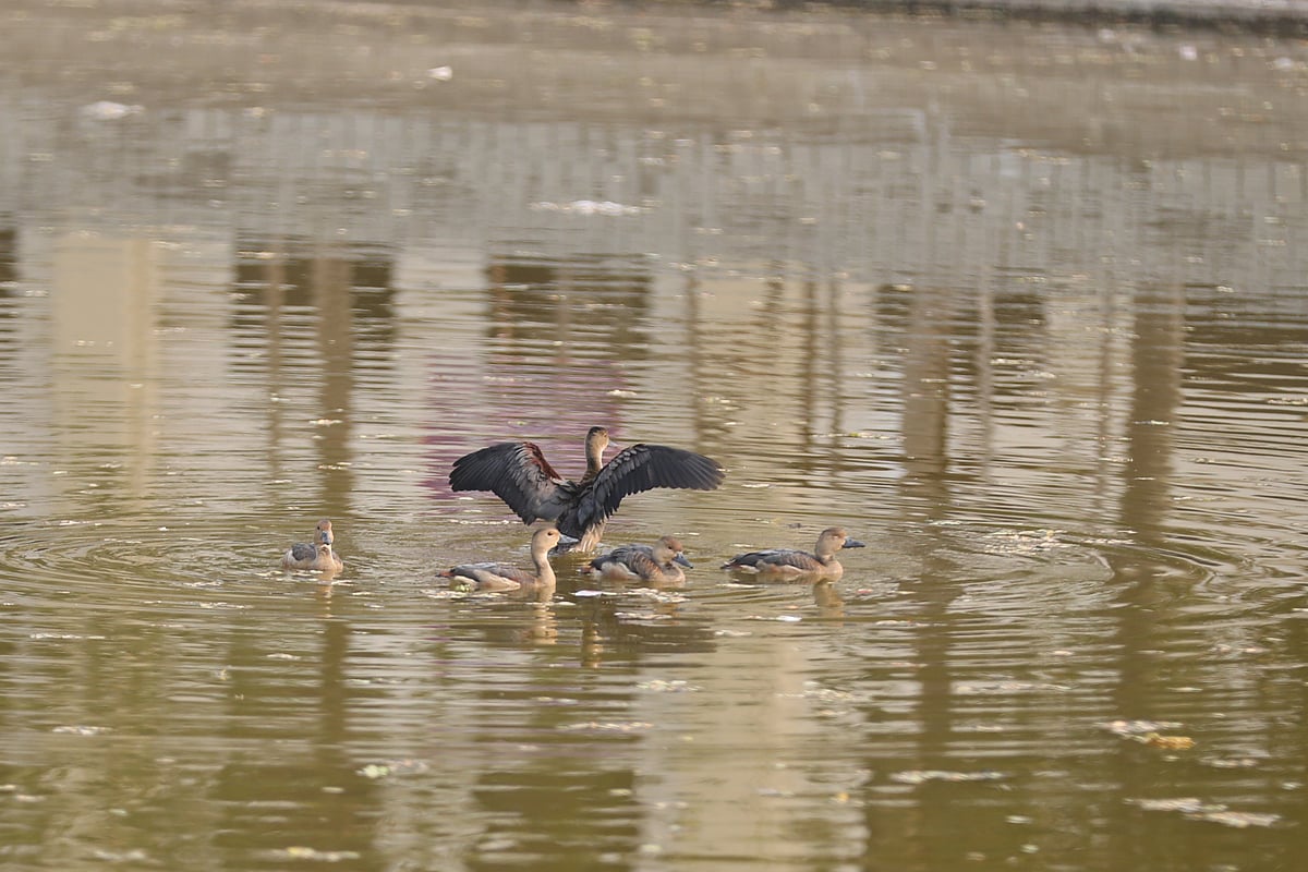 ভ্রাম্যমাণ মুরগি বিক্রেতার কাছ উদ্ধার করা পাতি সরালি পাখিগুলো পাবনা বিজ্ঞান ও প্রযুক্তি বিশ্ববিদ্যালয়ের লেকে ছেড়ে দেওয়া হয়। বুধবার বিকেলে
