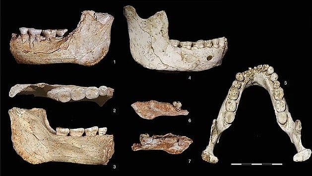 আদিম মানুষের জীবাশ্ম