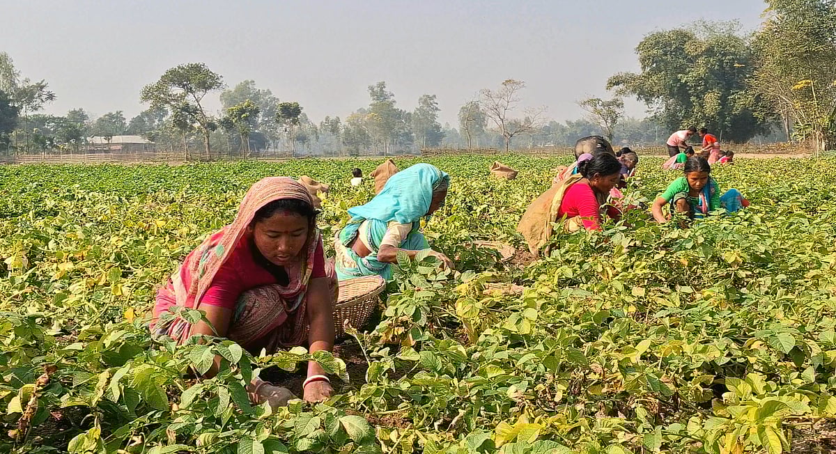 দলবেঁধে জমি থেকে আলু তুলছেন নারীরা। মঙ্গলবার ঠাকুরগাঁওয়ের বালিয়াডাঙ্গী উপজেলার মধ্য বালিয়াডাঙ্গী গ্রামে