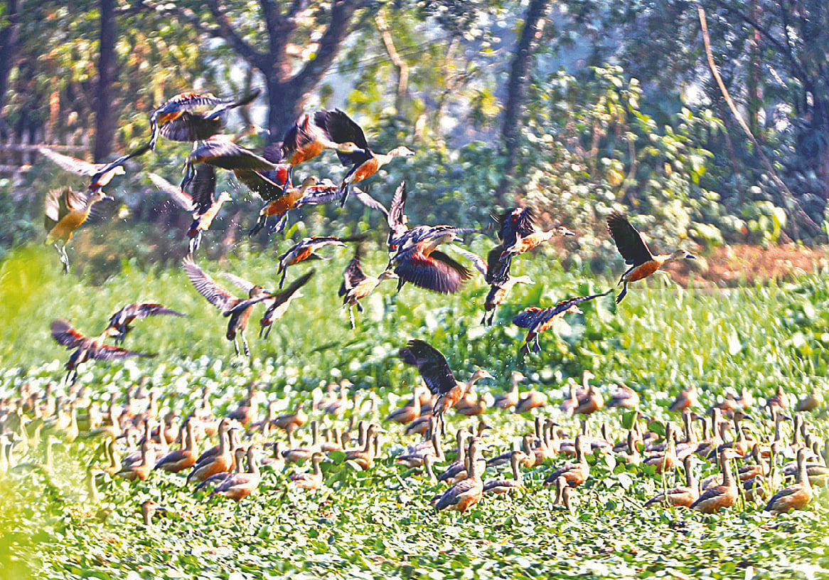 সিলেটের ঘাসিটুলা এলাকার পুকুরে অতিথি পাখি পাতিসরালি। সম্প্রতি তোলা ছবি