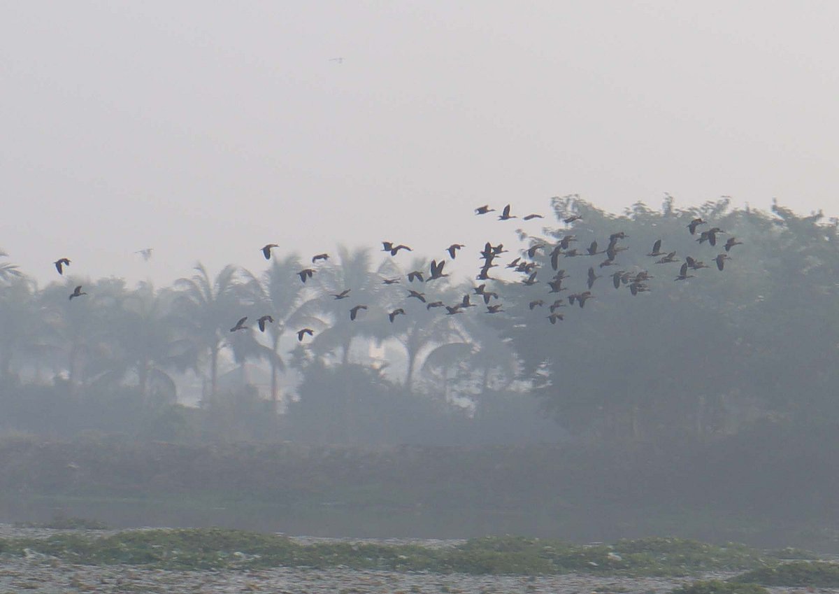 এক স্থান থেকে অন্য স্থানে উড়ে চলছে পাতি সরালির ঝাঁক। মৌলভীবাজারের হাইল হাওরপারে