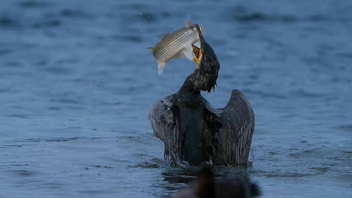 যখন একটি প্রাণী অন্য প্রাণীকে খেয়ে ফেলে, তখন এই রাসায়নিকের মাত্রা প্রায় দ্বিগুণ হয়ে যায়