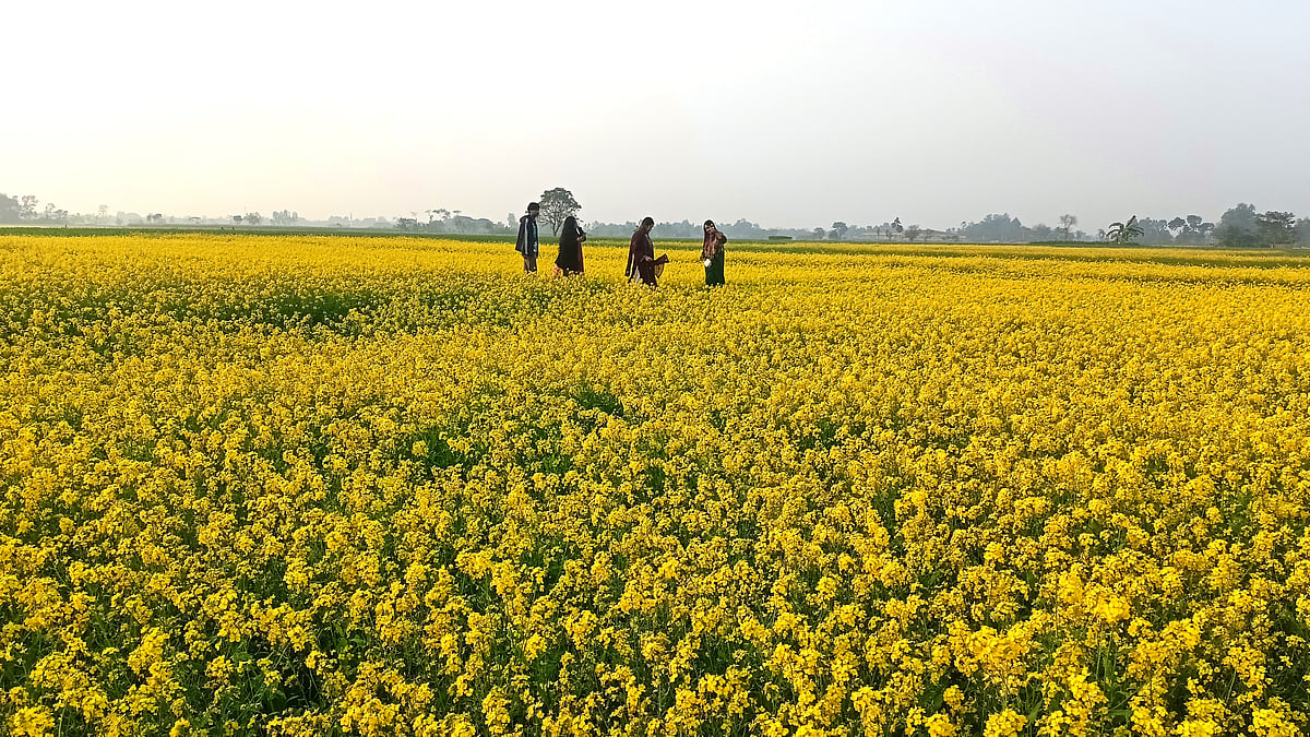 মাঠজুড়ে শুধু হলুদ ফুল। অনেক দর্শনার্থী ছবি তুলতে ঢুকে পড়েন এসব খেতে। শুক্রবার বিকেলে জামালপুর শহরের কম্পপুর এলাকায়