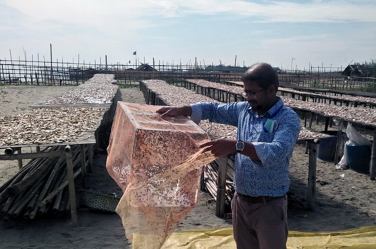 কক্সবাজারের মহেশখালীর সোনাদিয়ার শুঁটকি উৎপাদন খামারে অবমুক্ত করা হচ্ছে বন্ধ্যা মাছি