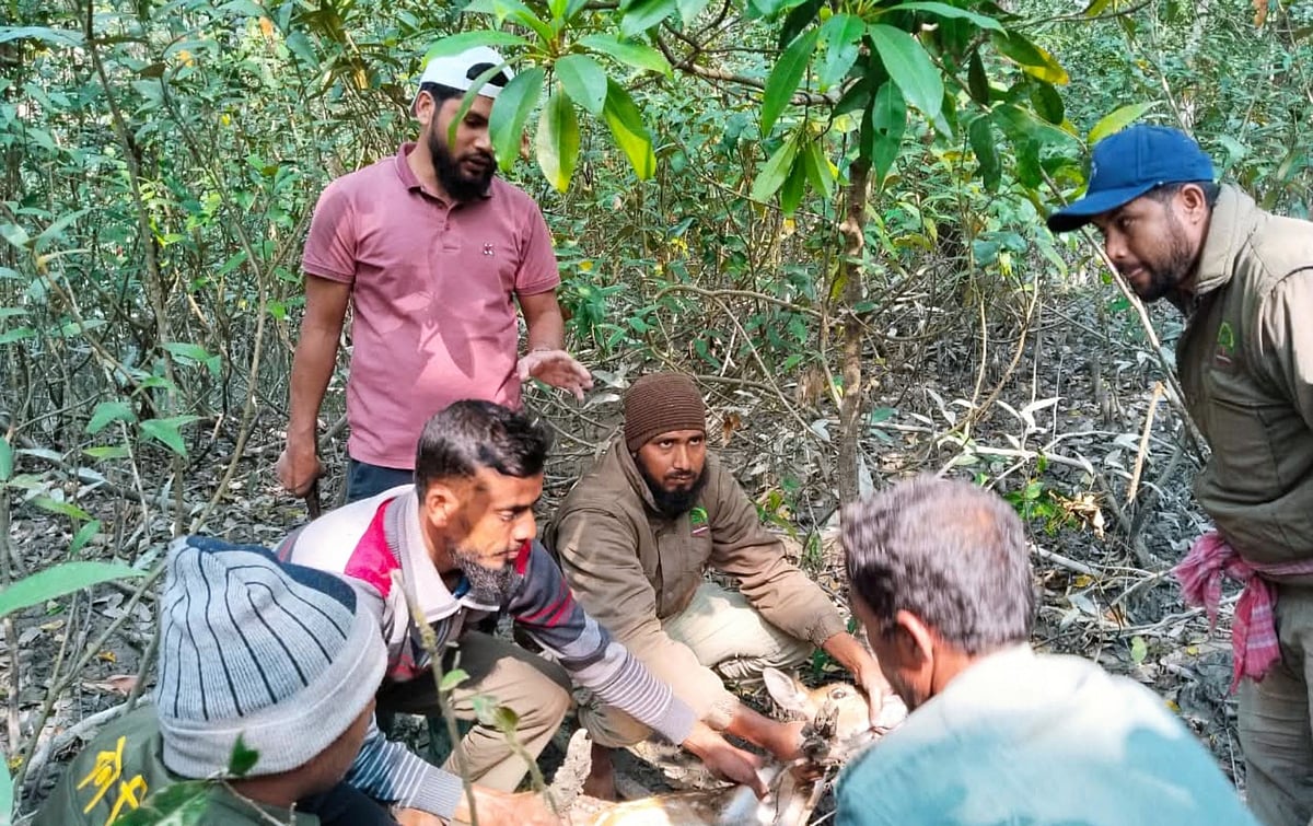 সুন্দরবনে মৃত্যুফাঁদ থেকে হরিণ উদ্ধার করে বনবিভাগের টহল দল। গতকাল শনিবার