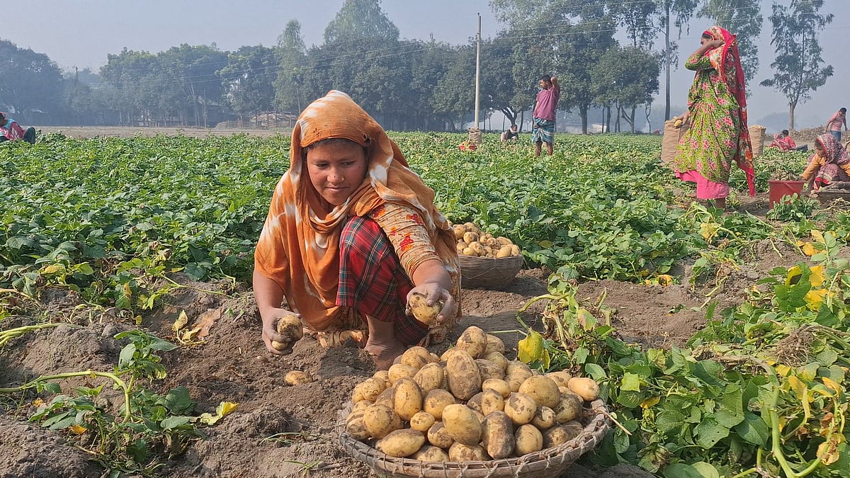 খেত থেকে আলু তুলছেন কিষানিরা। গত শনিবার ঠাকুরগাঁও জেলার বালিয়াডাঙ্গী উপজেলার মধুপুর গ্রামের মাঠে