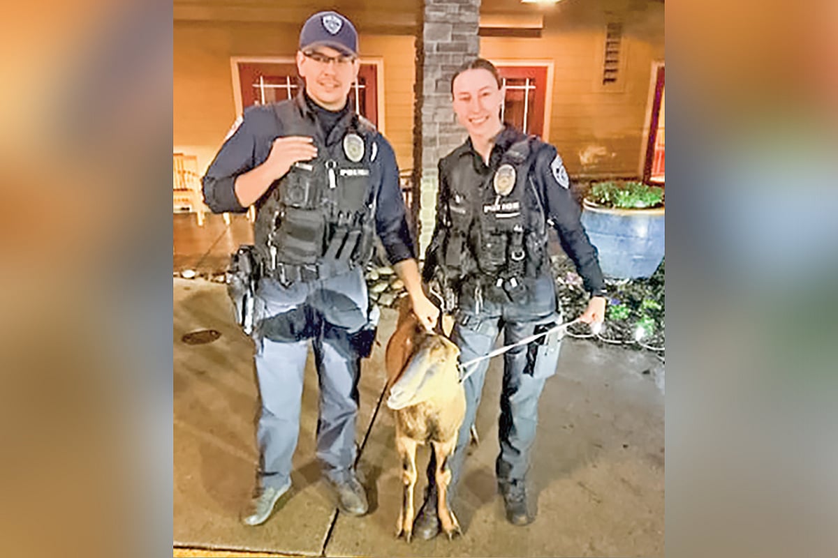 ছাগলটি ছেড়ে দেওয়ার আগে এটির সঙ্গে ছবি তোলেন পুলিশ কর্মকর্তারা