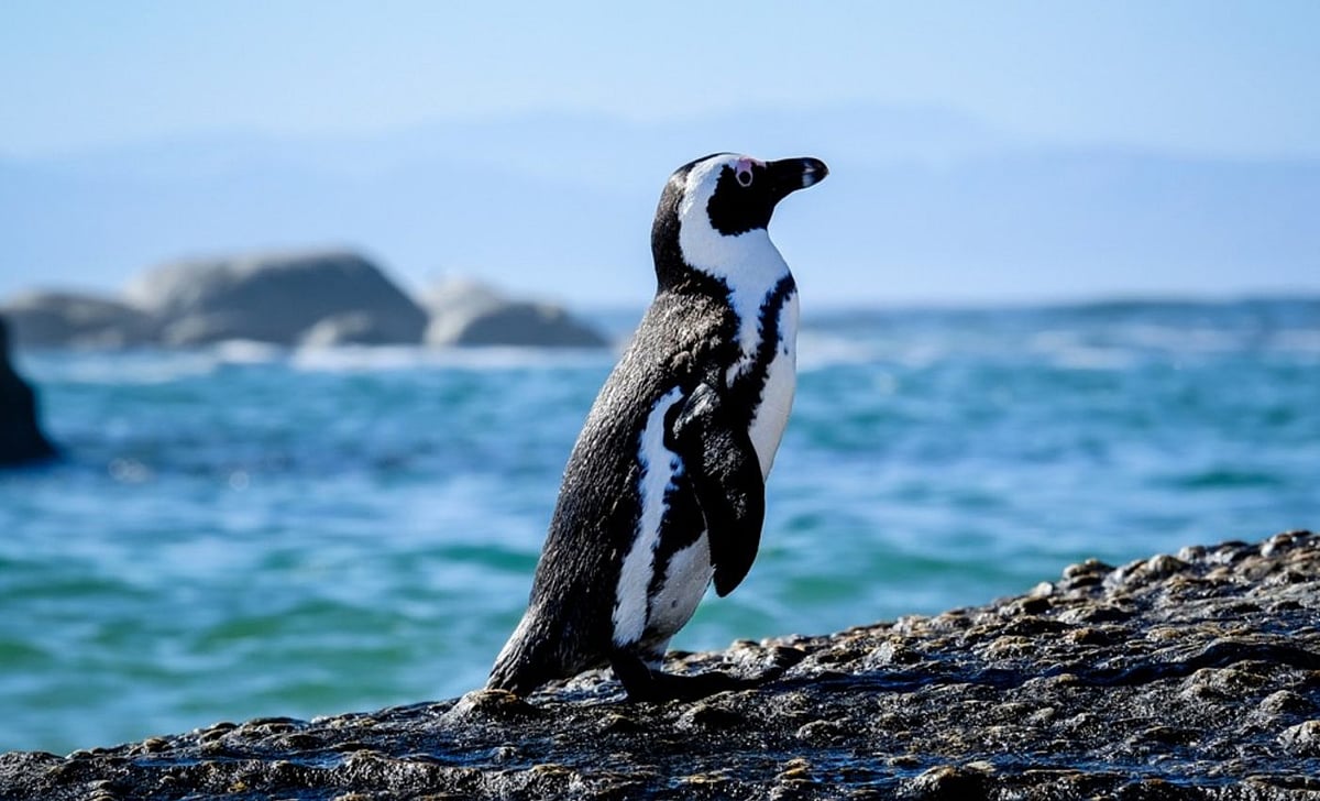 আফ্রিকান পেঙ্গুইন