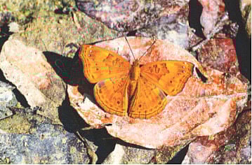 মাধবকুণ্ড ঝরনার পাশে কৃষ্ণ যুবরাজ প্রজাপতি