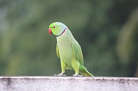 টিয়াপাখি কীভাবে মানুষের মতো কথা বলে