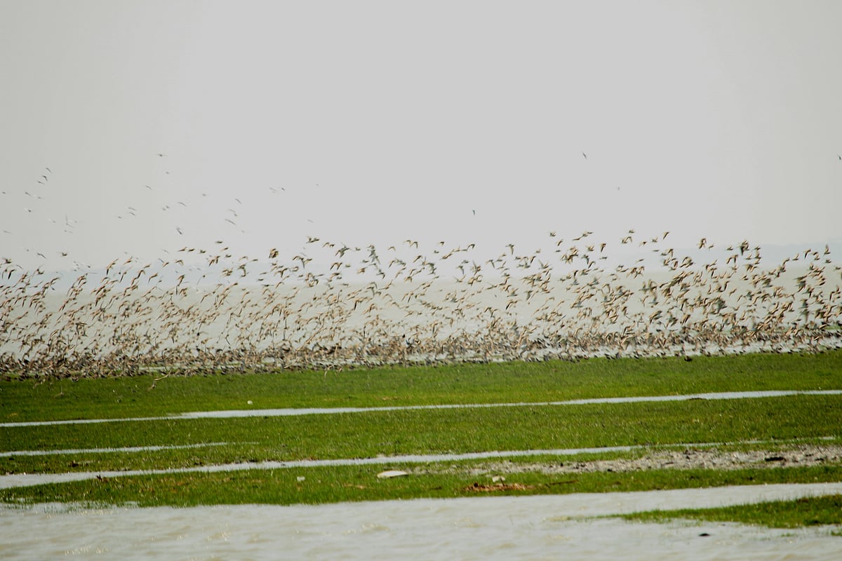 ঝাঁকে ঝাঁকে উড়ছে পাখি। সম্প্রতি ভোলার তজুমদ্দিন উপজেলার চর রাইহানে