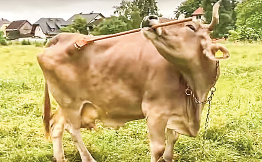 গাভি ভেরোনিকা লম্বা হাতলের ব্রাশ দিয়ে পিঠ চুলকাচ্ছে