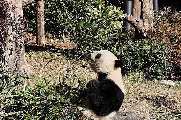 উয়েনো চিড়িয়াখানায় চার বছর বয়সী পান্ডা শাও শাও বাঁশ খাচ্ছে। ১৬ ডিসেম্বর ২০২৫, টোকিও