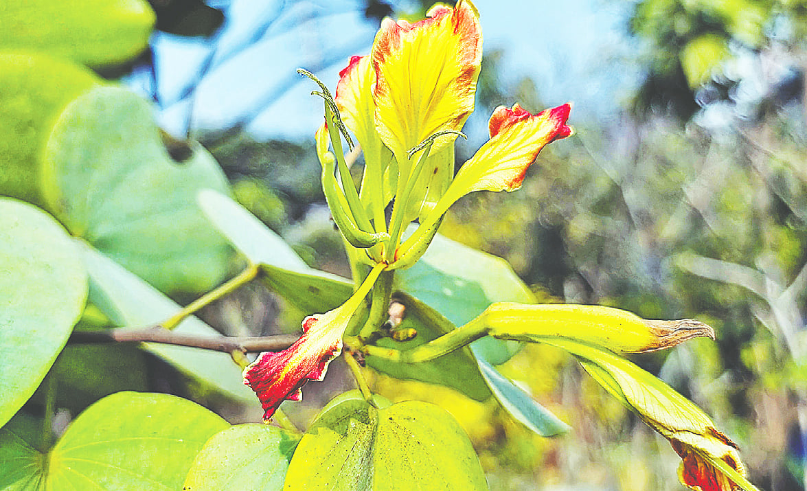 ঢাকার সাভারে একটি নার্সারিতে সম্প্রতি দেখা অগ্নিকাঞ্চনগাছ