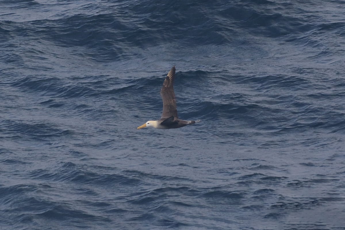 যুক্তরাষ্ট্রের ক্যালিফোর্নিয়া অঙ্গরাজ্যের মধ্যাঞ্চলের উপকূলে সম্প্রতি একটি ঢেউখচিত অ্যালবাট্রস শনাক্ত হয়েছে