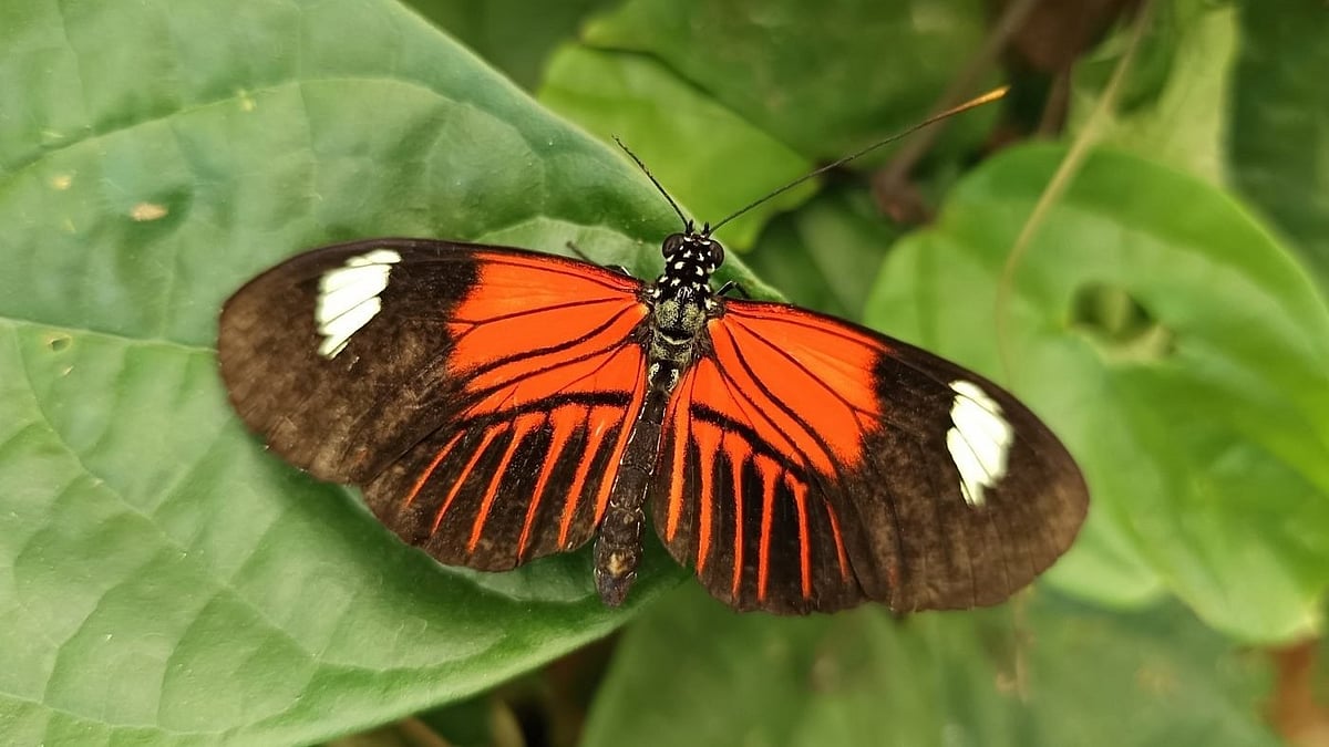 প্রজাপতি