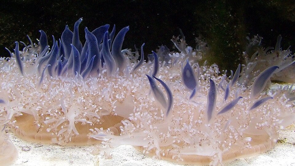 কাসিওপিয়া অ্যান্ড্রমিডা জেলিফিশ