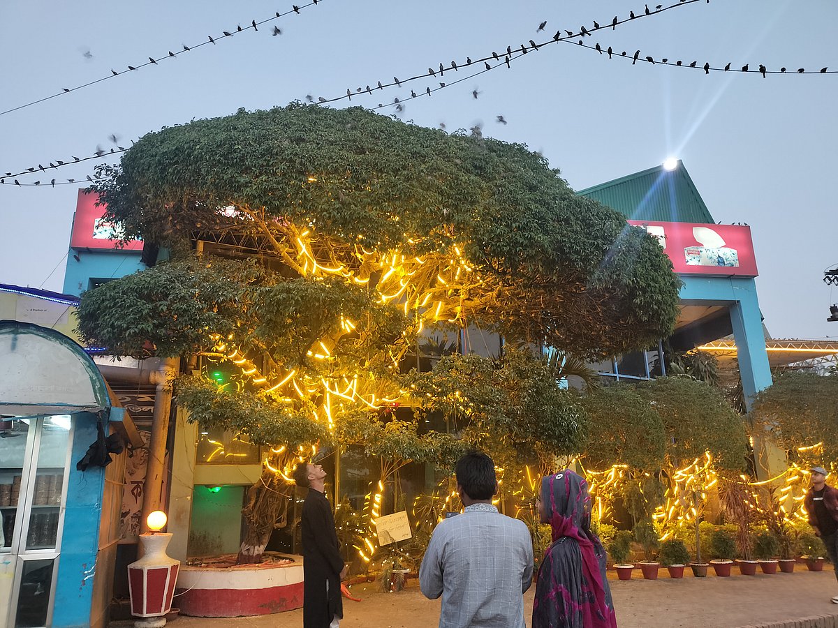 শত শত পাখির এমন জমায়েতের দৃশ্য দেখে থমকে দাঁড়ান অনেক দর্শনার্থী। সম্প্রতি সিরাজগঞ্জের রায়গঞ্জ উপজেলার ষোলমাইল এলাকায় ঢাকা-বগুড়া মহাসড়ক–সংলগ্ন ‘হানিফ হাইওয়ে ভিলা’ রেস্তোরাঁর সামনে