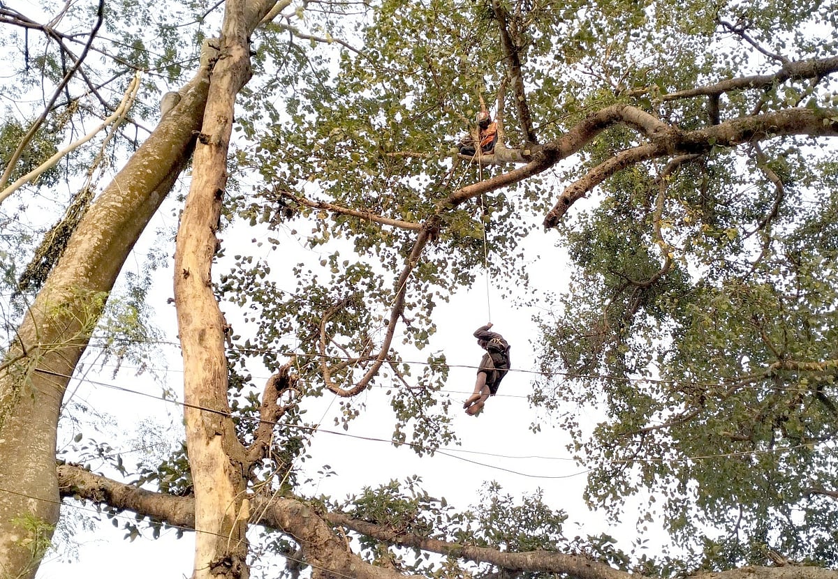 যুবককে বটগাছের মগডাল থেকে নামানো হচ্ছে। আজ মঙ্গলবার বিকেলে জয়পুরহাটের আক্কেলপুর উপজেলার মানিকপাড়া মহল্লায়