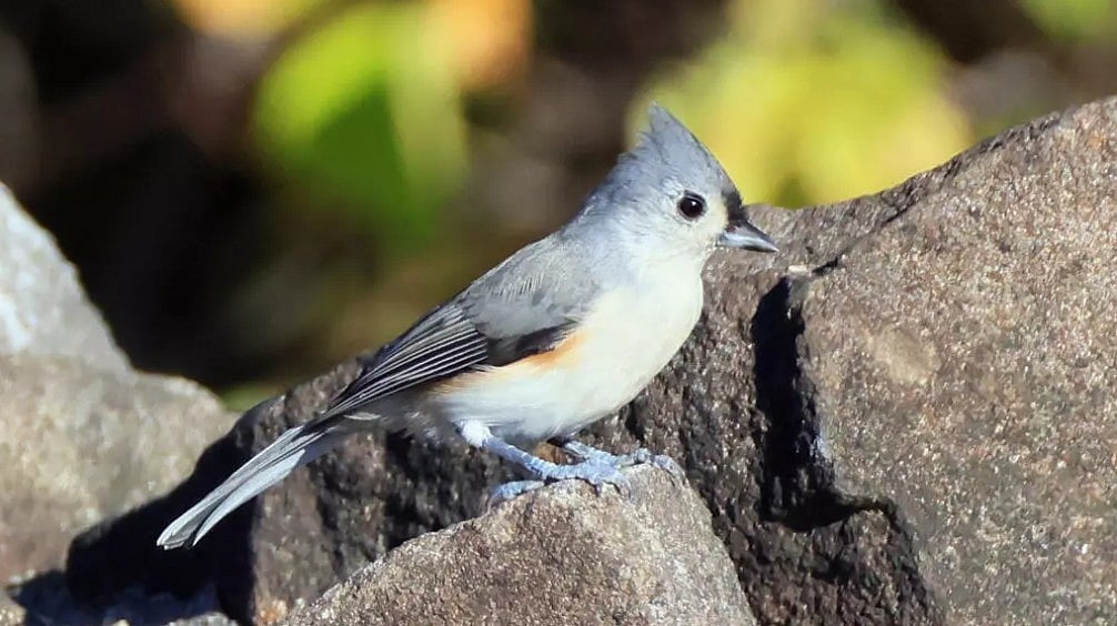 গবেষকেরা বলছেন, শব্দদূষণের কারণে পাখিদের পরস্পরের সঙ্গে যোগাযোগের প্রবণতার ওপর প্রভাব পড়ছে