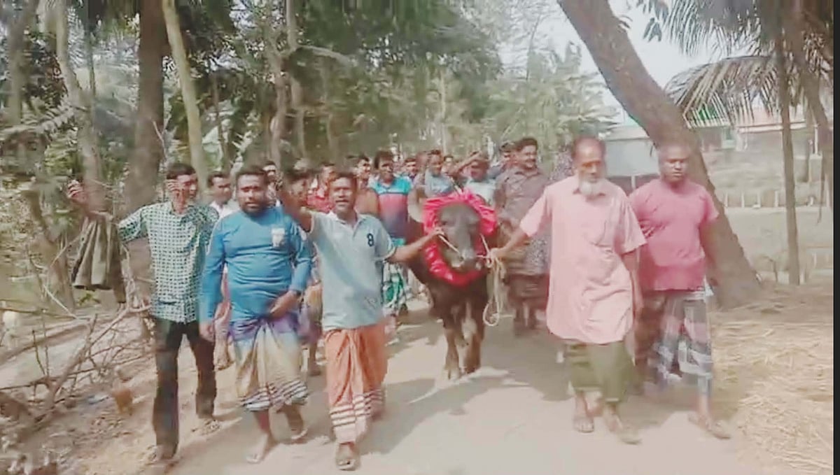 শেরপুরের না‌লিতাবাড়ী‌তে ধা‌নের শীষ জেতায় বা‌জির ম‌হিষ নি‌য়ে বা‌ড়ি ফির‌ছেন আব্দুল মান্নান। শুক্রবার সকা‌লে বালুঘাটা গ্রামে